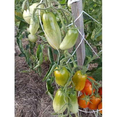 Спелые и незрелые помидоры сорта «Заячьи уши» на кусте