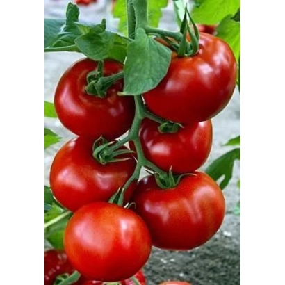 Ripe red tomatoes on a vine - ZADURELLA