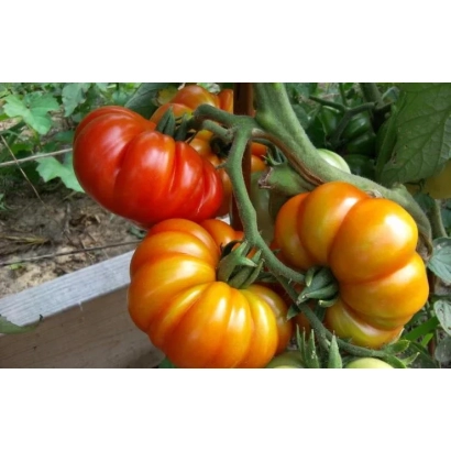 Заповедный