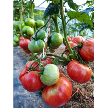 Спелые и зеленые томаты на кусте в теплице - Жар Птица