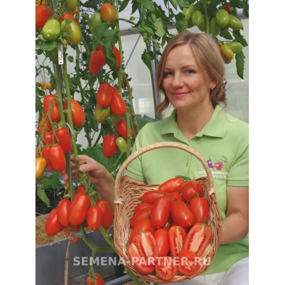 Женщина держит корзину с красными томатами сорта ЖАРА на фоне грядки