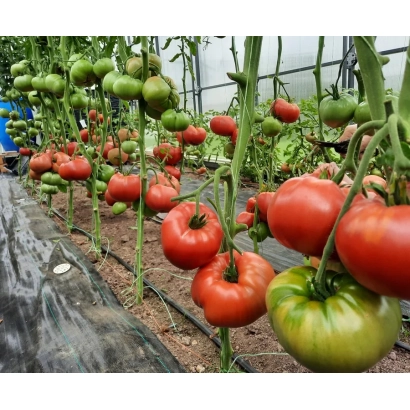 Томати Зарево на грядці в теплиці
