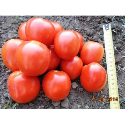 Свежие красные томаты на земле рядом с линейкой - Желани