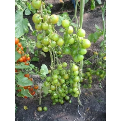 Tomatoes on the bush, green and red fruits - Zelenushka F1
