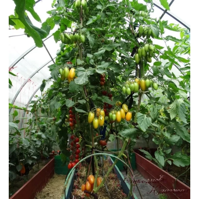 Томатные кусты в теплице с плодами разных цветов - ЗЕЛЕНЫЙ КОТЯ