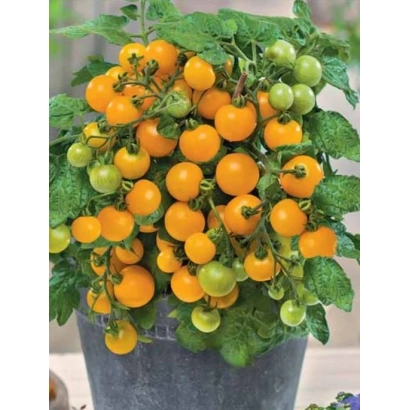 Томат Перлина помаранчева на рослині в горщику - ПЕРЛИНА ПОМРАНЧЕВА