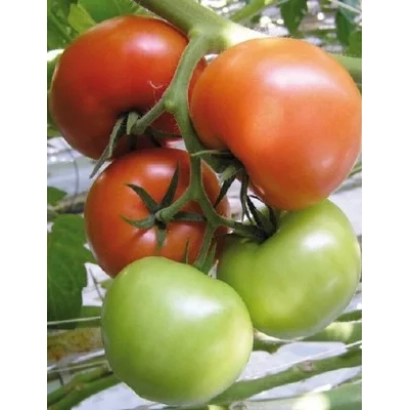 Ripe and green tomatoes on a vine - Jeronimo F1