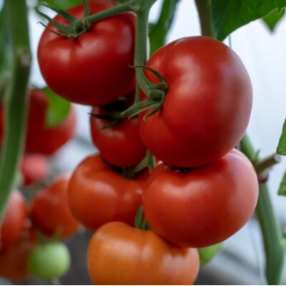 Спелые красные томаты сорта Жамиля на ветке