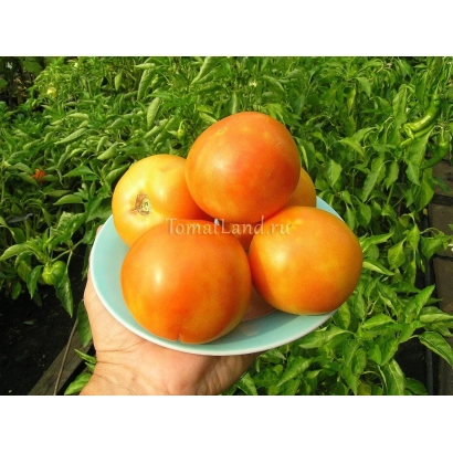 Томаты сорта Жираф на блюде на фоне зелени