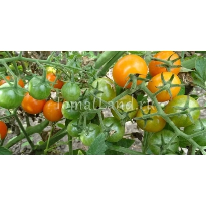 Tomatoes variety ZLATOYUNIK on vine