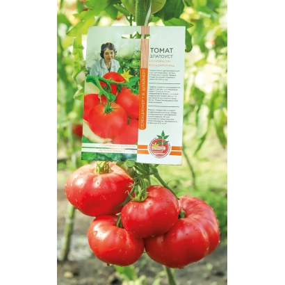Пакет семян томата Златоуст на фоне куста с плодами