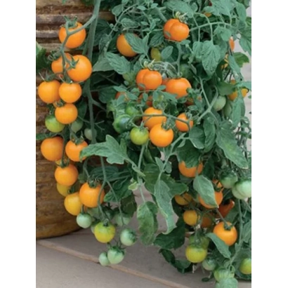 Tomato plant Golden Grapes with orange and green fruits