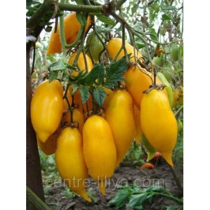 Желтые помидоры сорта Золотая Канарейка на ветвях