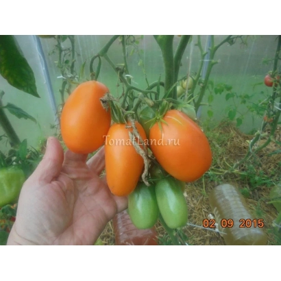 Томаты сорта ЗОЛОТАЯ ПУЛЯ на ветке в руке