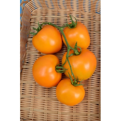 Свежие оранжевые томаты на ветке в плетеной корзине - ЗОЛОТЦЕ ПАНЧЕВА