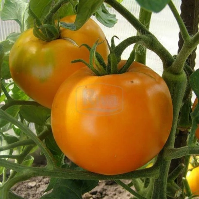 Томаты сорта ЗОЛОТОЙ ОЖАРОВСКИЙ на кусте
