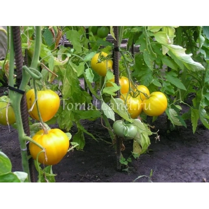 Желтые томаты на кусте - ЗОЛОТЫЕ КУПОЛА