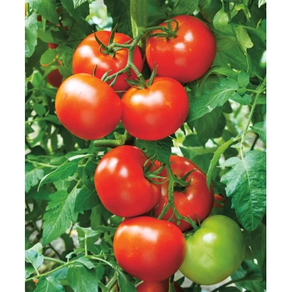 Спелые и зеленые помидоры сорта ЖОНГЛЕР на ветке