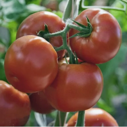 Спелые красные томаты сорта Зорро на ветке