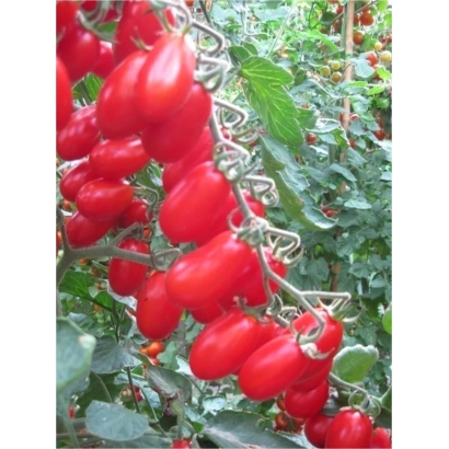 Красные томаты сорта Цуккерино на кусте в теплице