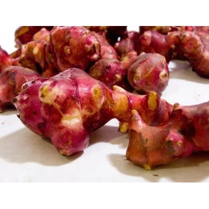 Клубни фиолетового топинамбура на белом фоне - Фиолет киевский