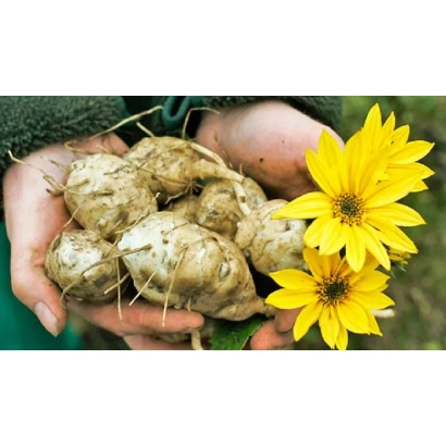 Руки держат клубни топинамбура с желтыми цветами на фоне - Успих