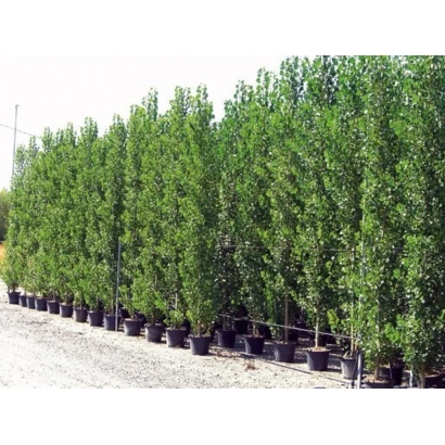 Ряды саженей тополя в контейнерах на открытом воздухе - Пионер