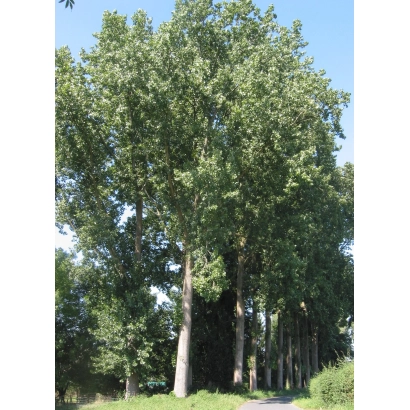 Tall poplar trees against a blue sky - STEPNA LADA