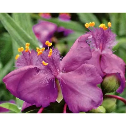 Квітка традесканція Фіалка з фіолетовими пелюстками та жовтими тичинками - Фея