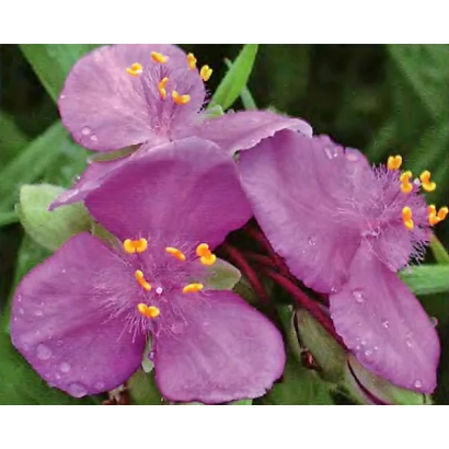 Цветущая традесканция с фиолетовыми цветами и каплями воды - Рассвет