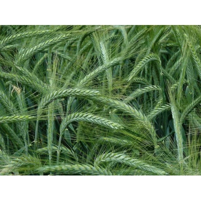 Зеленые стебли тритикале на фоне поля - АДМ 8