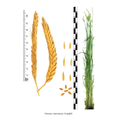 Зерно тритикале АГРАФ с измерительной линейкой