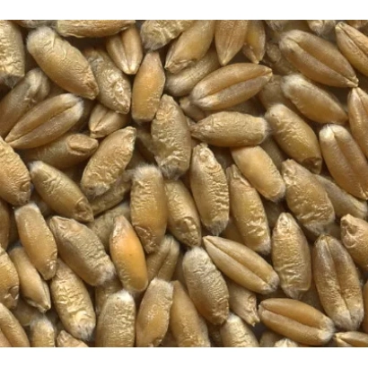 Зерна тритикале на фоне - Аист харьковский