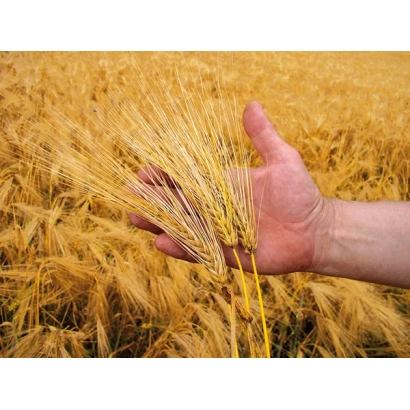 Рука держит колос тритикале на фоне золотого поля - Альбина