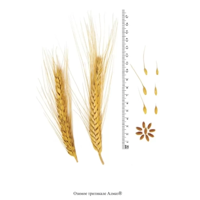 Зерно тритикале Алмаз