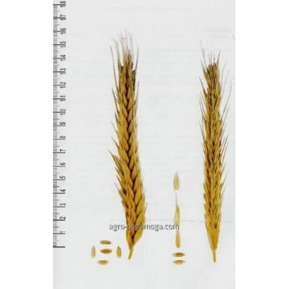 Triticale Amphidiploid 15 — ears and grains against a ruler background