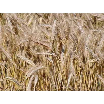 Golden triticale ears in a field - Amphidiploid 51