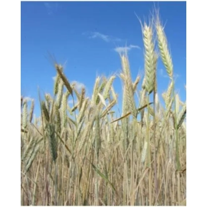 Поле тритикале на фоні блакитного неба - Ярослава