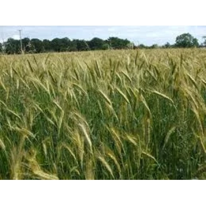 Field of triticale with trees in background - Arsenal