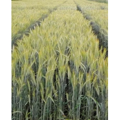 Поле тритикале Явор