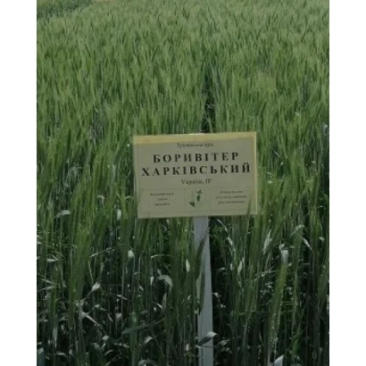 Знак з написом «БОРИВИТЕР ХАРКІВСЬКИЙ» на фоні поля тритикале - Боривітер харківський