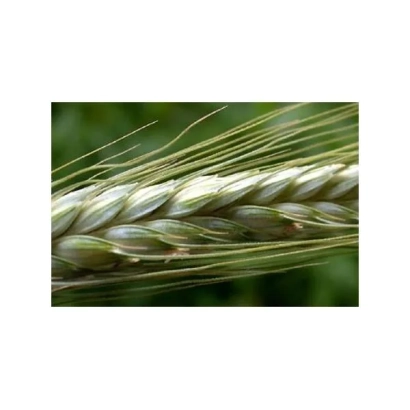 Стебли тритикале на фоне зелени - Божич