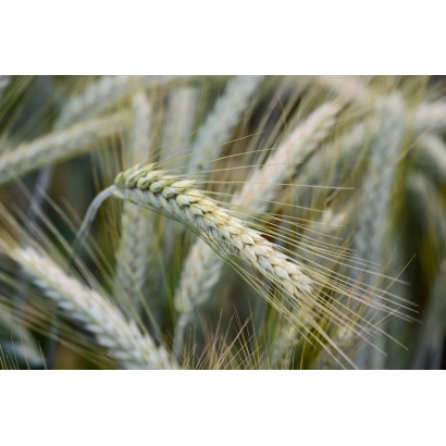 Стебли тритикале на фоне поля - ДОНСЛАВ