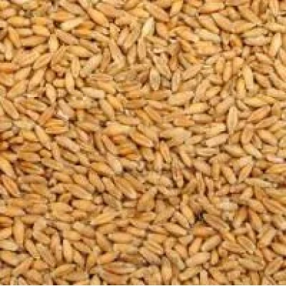 Зерно тритикале на фоні - Єгор