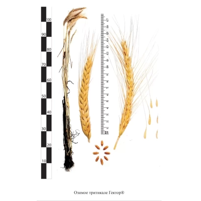 Стебли и колоски тритикале Гектор с линейкой для измерения длины.