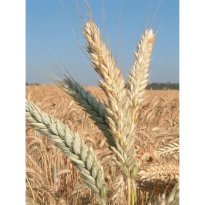 Золотые колоски тритикале на фоне поля под голубым небом - ГОРКА