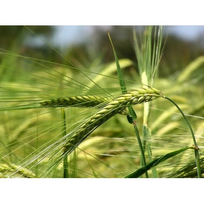 Зерно тритикале на фоне зелёных стеблей - Гусар харьковский