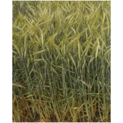 Поле тритикале на фоне - Харроза