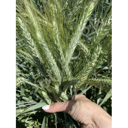 Рука держит колос тритикале на фоне зелёных стеблей - Илия