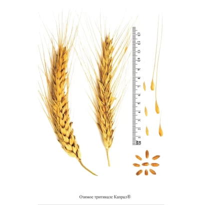 Семена тритикале Капрал с измерительной линейкой и зерном